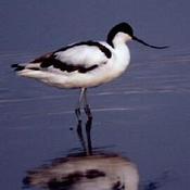 Pied Avocet